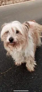 chat lost   76500 Elbeuf Salto