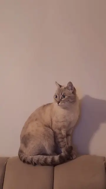 chat lost   76800 Saint-Étienne-du-Rouvray Shams