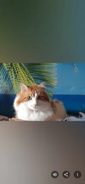 chat lost   76430 Saint-Vigor-d'Ymonville Simba