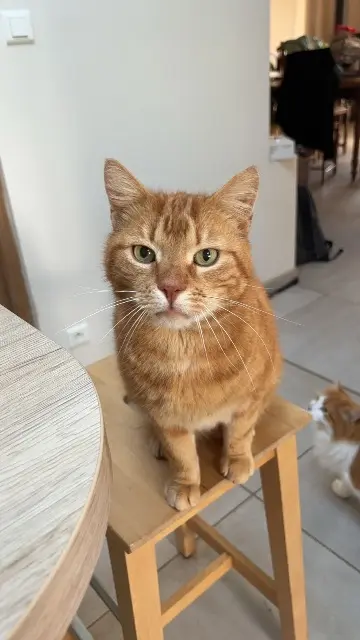 chat lost   76280 Anglesqueville-l'Esneval Simba