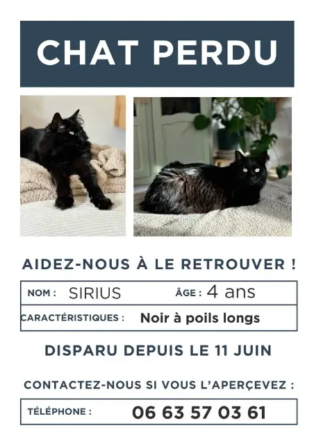 chat lost   76160 Saint-Jacques-sur-Darnétal Sirius