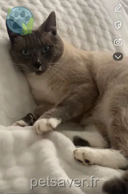 chat lost   76560 Anvéville Sky