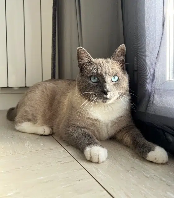 chat lost   76560 Anvéville Sky