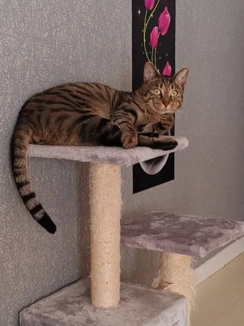 chat lost   76500 Elbeuf Smoky