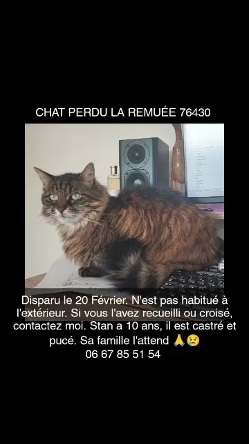 chat lost   76430 La Remuée Stan