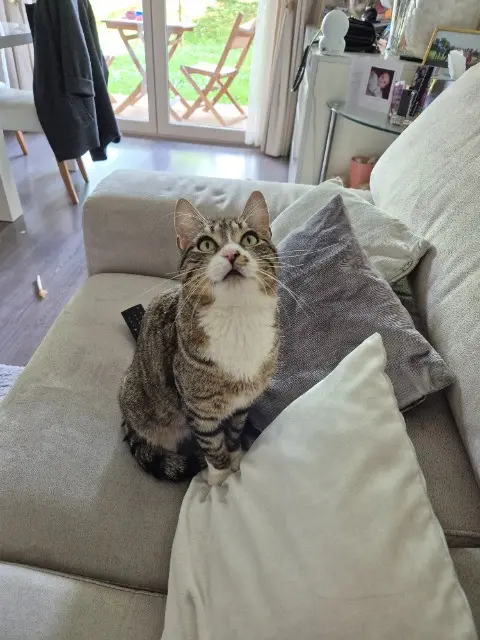 chat lost   76130 Mont-Saint-Aignan STARK