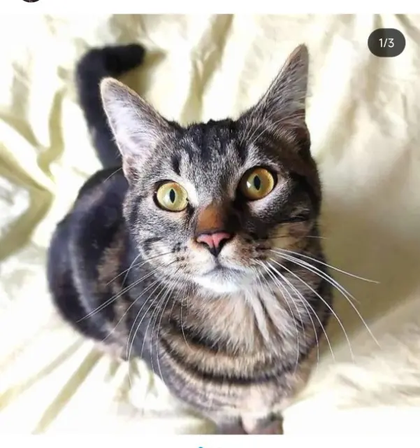 chat lost   76220 Gournay-en-Bray Stark