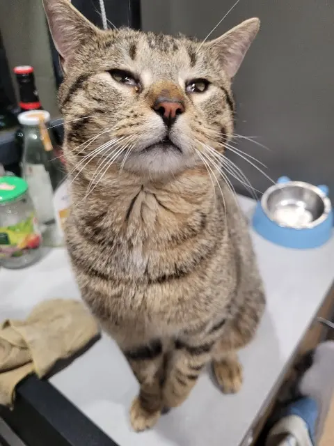 chat lost   76690 Saint-André-sur-Cailly Sushi