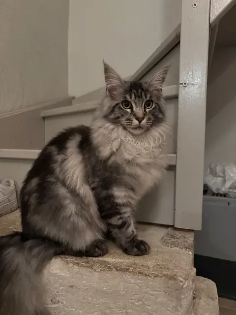 chat lost   76150 Saint-Jean-du-Cardonnay Tango