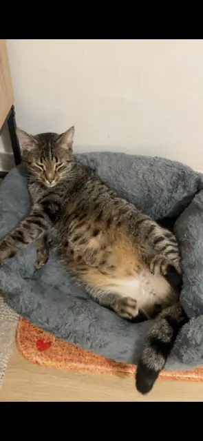 chat lost   76730 Lammerville Tao