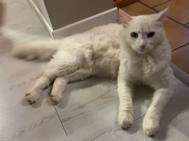 chat lost   76540 Ancretteville-sur-Mer Thoune