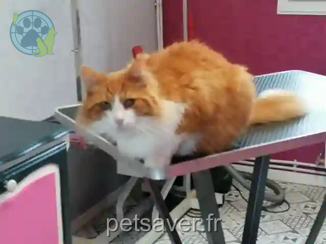 Chat Perdu 76 Seine-Maritime - Tigrou Chat Perdu 76 Seine-Maritime - Tigrou