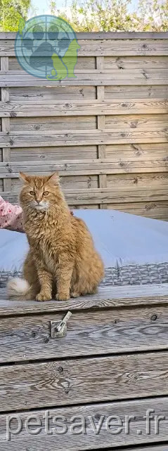 kater vermist 76760 Criquetot-sur-Ouville Tigrou kater lost 76760 Criquetot-sur-Ouville Tigrou