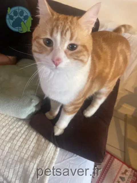 gato perdido 76300 Sotteville-lès-Rouen Tino gato lost 76300 Sotteville-lès-Rouen Tino