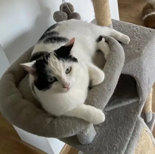 chat lost   76190 Valliquerville Tobby