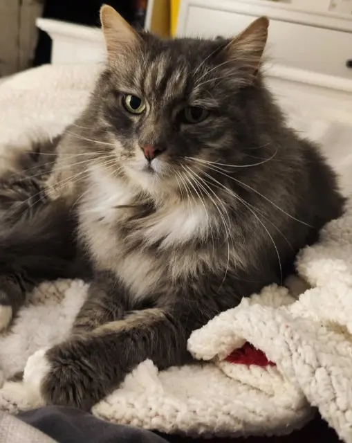 chat lost   76170 Lillebonne Tomy