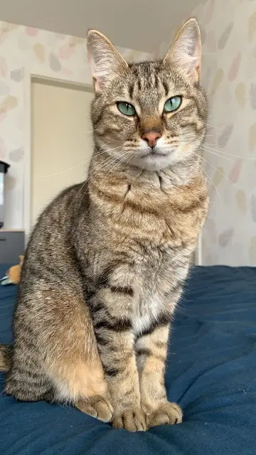 chat lost   76510 Saint-Nicolas-d'Aliermont Topaze