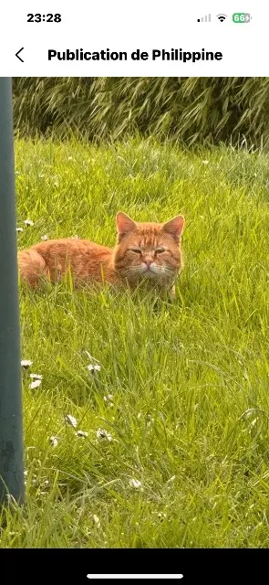 chat lost   76560 Amfreville-les-Champs Toto ( topaze)