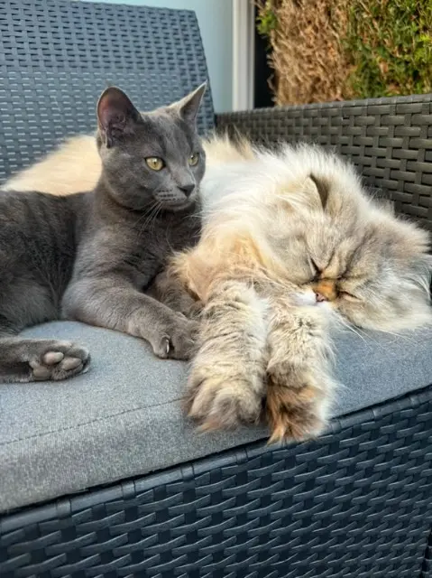 chat lost   76390 Aumale Vaiko