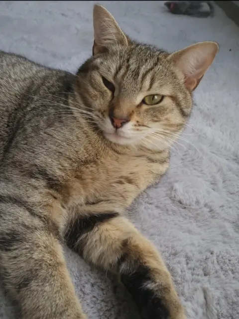 chat lost    Val-de-Scie Flash