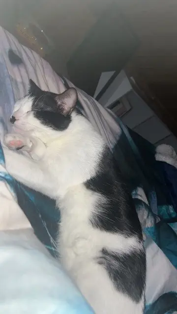 chat lost   76750 Buchy Vanille