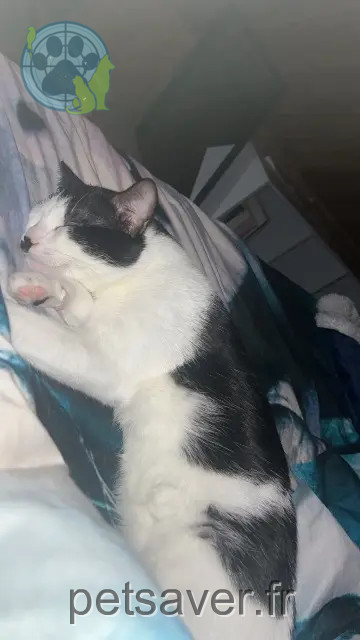 cat lost 76750 Buchy Vanille cat lost 76750 Buchy Vanille