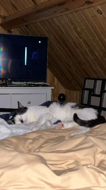 chat lost   76750 Buchy Vanille
