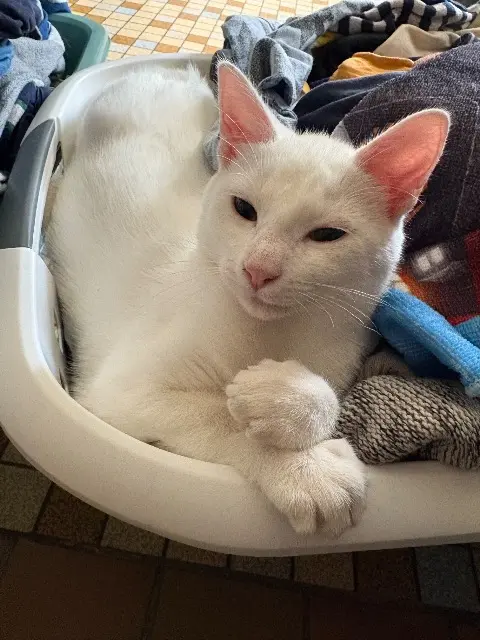 chat lost   76560 Veauville-lès-Quelles Milo