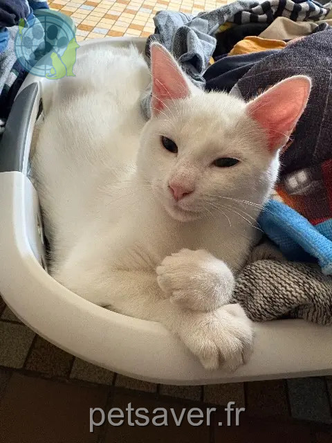 kater vermist 76560 Veauville-lès-Quelles Milo kater lost 76560 Veauville-lès-Quelles Milo