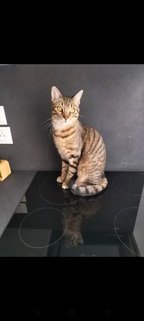 chat lost   76220 Neuf-Marché Vénus
