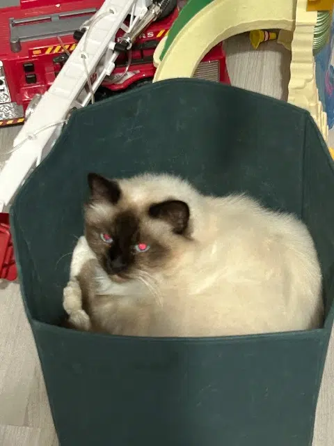 chat lost   76320 Saint-Pierre-lès-Elbeuf Watson