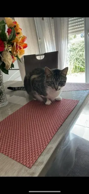 chat lost   76400 Fécamp Watson