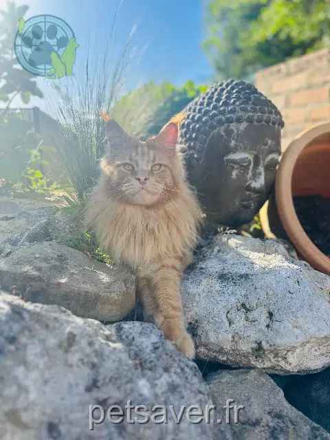 chat lost   76770 Malaunay Yago