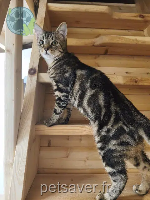 kater vermist 76230 Isneauville Yoshi kater lost 76230 Isneauville Yoshi