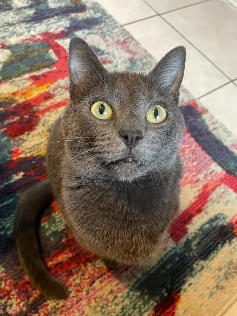 chat lost   76800 Saint-Étienne-du-Rouvray Yuma