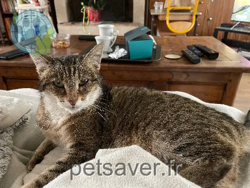 Chat Perdu 76 Seine-Maritime Chat Perdu 76 Seine-Maritime