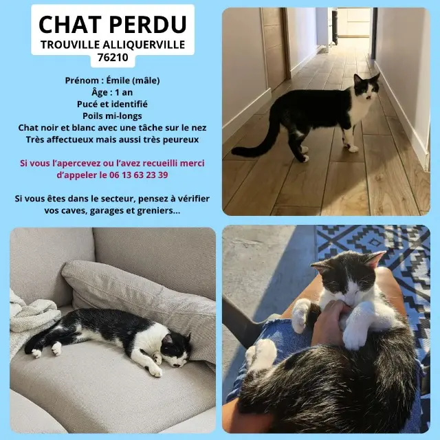 kater vermist 76210 Trouville Émile kater lost 76210 Trouville Émile