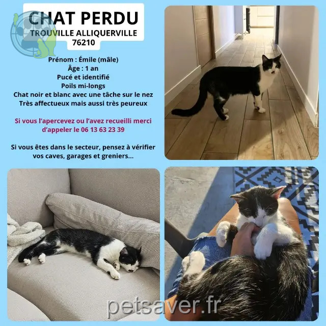 gato perdido 76210 Trouville Émile gato lost 76210 Trouville Émile