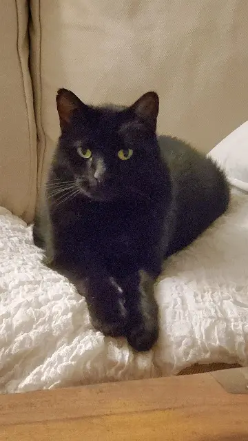 chat lost   77930 Saint-Sauveur-sur-École Alfred