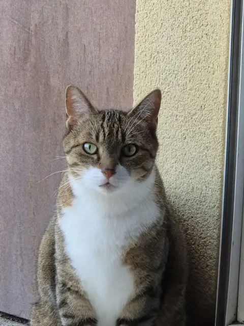 chat lost   77600 Bussy-Saint-Georges Arizona