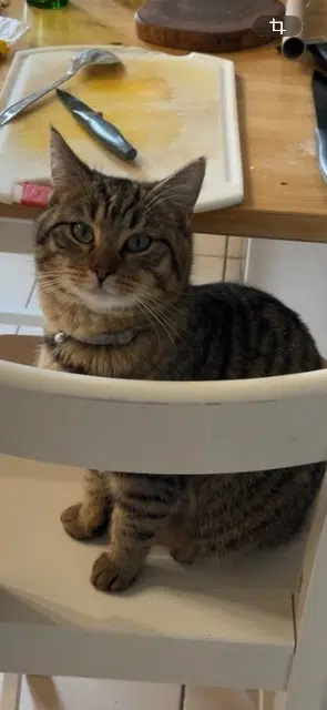 chat lost   77410 Villeroy Arlo