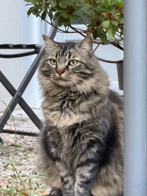 gatto perso 77140 Saint-Pierre-lès-Nemours Asmar gatto lost 77140 Saint-Pierre-lès-Nemours Asmar