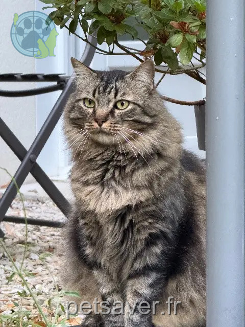cat lost 77140 Saint-Pierre-lès-Nemours Asmar cat lost 77140 Saint-Pierre-lès-Nemours Asmar