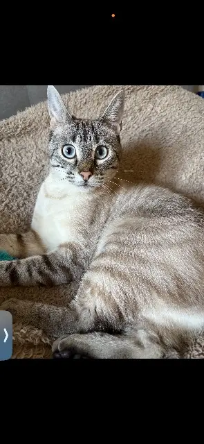 chat lost   77410 Villevaudé Azzarro