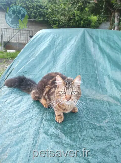 chat lost   77250 Villemer Aïko