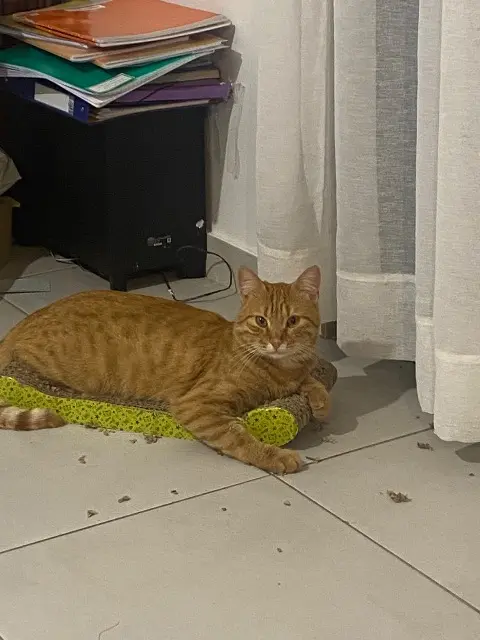 chat lost   77230 Saint-Mard Baguerra