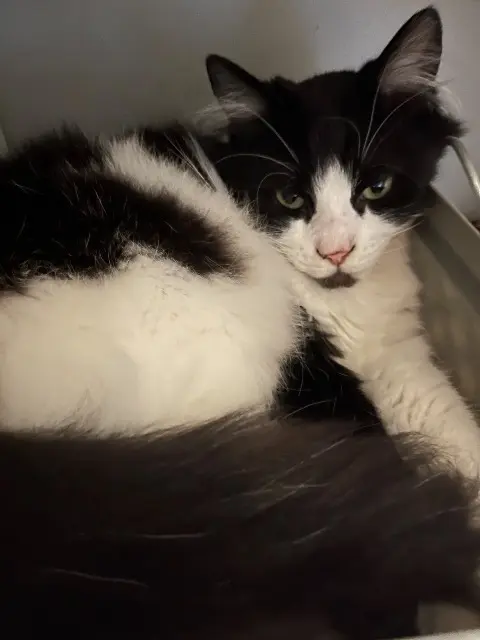 chat lost   77210 Avon Balou