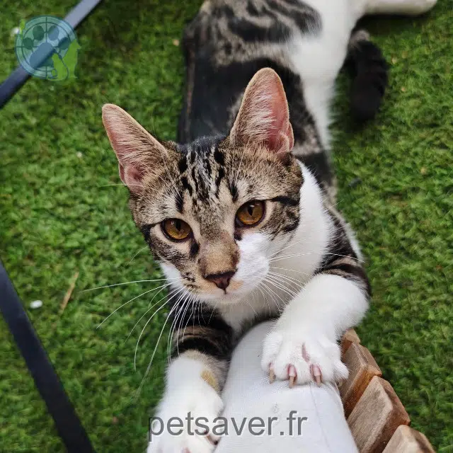 cat lost 77100 Meaux Banksy