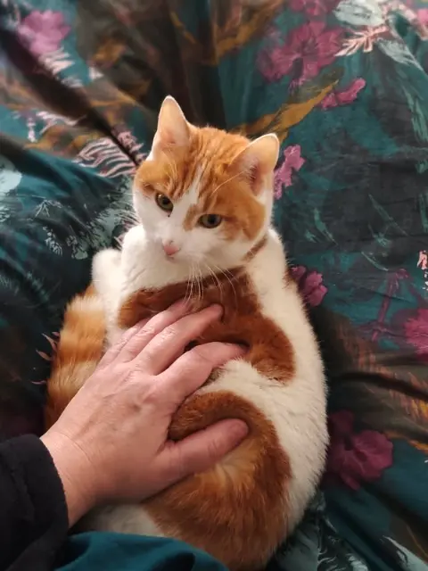 chat lost   77185 Lognes Bayonne