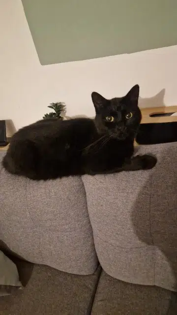 chat lost   77120 Beautheil-Saints Krokmou